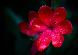 Download free image water drops. Flowers With Water Drops Free Stock Photos Download 21 922 Free Stock Photos For Commercial Use Format Hd High Resolution Jpg Images