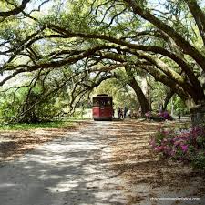 Charleston tea plantation is a popular attraction for dogs visiting charleston. Charleston Tea Plantation Tour In Wadmalaw Island Sc