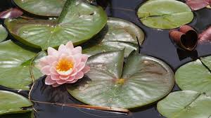 Teratai memiliki bentuk daun yang berbeda dengan tumbuhan lainnya. Cara Tumbuhan Menyesuaikan Diri Hidrofit Xerofit Higrofit Saprofit
