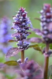 Image result for Ajuga