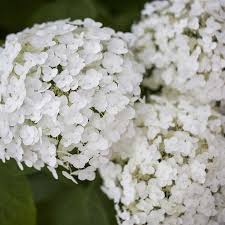 However, usually normal garden soil is sufficient. Schneeballhortensie Strong Annabelle