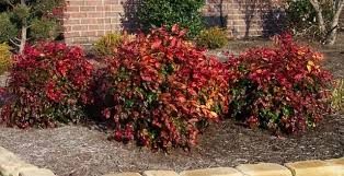 I'm gonna save you a lot of heartache, anger, acid reflux, and embarrassing eye twitches. Firepower Nandina In 2021 Plants Landscaping Plants California Landscaping