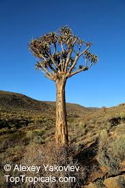 Image result for Aloidendron