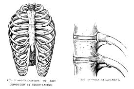 During normal breathing, contraction of the major inspiratory muscle, the diaphragm, produces both rib cage expansion and a downward movement of the diaphragm. 9 Interesting Facts About The Ribs Mental Floss