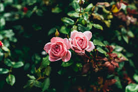 Feast of saint valentine background with red rose. Beautiful Rose Flowers Pictures Download Free Images On Unsplash
