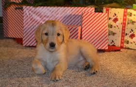 Golden retrievers are among america's most popular breeds. Golden Retriever Puppies For Sale Beebe Road Vt 257233