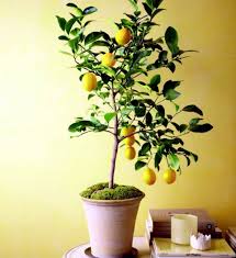 Kategori ini adalah untuk bibit buah berbentuk biji (benih). Jual Tanaman Buah Dalam Pot Tabulampot Murah Bibitbunga Com