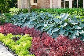 Order alternanthera red starter plant liners directly from our website with all current availability and pricing. Border With Hosta Alternanthera Red Threads And Alternanthera True Yellow Media Database