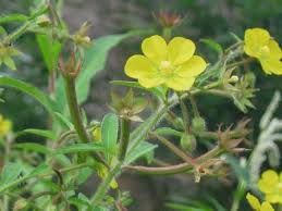 Image result for Ludwigia leptocarpa