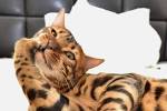 Bengal Cat Behavior Problems