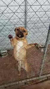 150 spring street yukon, pennsylvania, 15698. Pet Adoption League Home Facebook