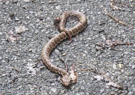 ライブドアブログ