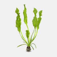 Image result for Aponogeton junceus