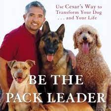 Cesar millan inspires legions of fans through popular tv shows like dog whisperer, leader of the pack, cesar 911, and dog nation. Cesar Millan S Positive Dog Training Techniques Pethelpful