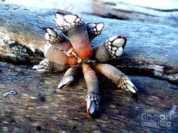Maybe you would like to learn more about one of these? Strange Sea Creatures The Wild Goose Barnacles Photograph By Delores Malcomson