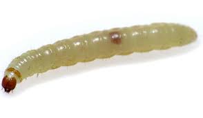 Maden in der küche können von den oben genannten fliegen abstammen, dann sind sie meist im müll, tierfutter, katzenklo zu finden. Hilfe Insekten An Der Kuchendecke Kuche Herkunft Wurmer