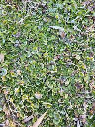 Image result for Dichondra micrantha