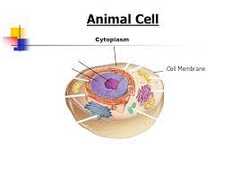 Animal cells have a cell membrane. Cell Structures Functions And Transport Ppt Download
