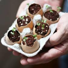 Comment Utiliser Les Coquilles D Oeuf Au Jardin Jardin Remedes De Grand Mere Recette Coquille D Oeuf Nourriture Oiseaux Comment Faire Un Jardin