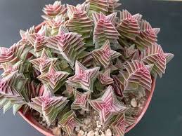 Crassula Capitella Subsp Thyrsiflora Var Minor Succulents Suculent Plants Planting Succulents