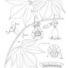 Image result for Ipomoea intrapilosa