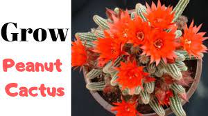Maybe you would like to learn more about one of these? Peanut Cactus Echinopsis Chamaecereus Youtube
