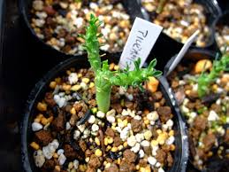 Image result for Euphorbia platycephala