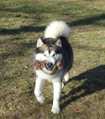 The undercoat comes out in clumps twice a year. Alaskan Malamute With Chew Toy Alaskan Malamute Malamute Malamute Puppies