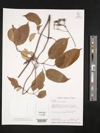 Image result for Jasminum streptopus