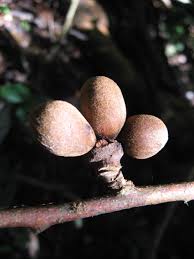 Image result for Uvariodendron