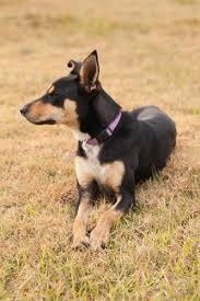 Undermount kitchen sinks are making a huge comeback because of the elegance and aesthetically pleasing looks they give off. Image Of Australian Kelpie Cross Standing In A River Austockphoto