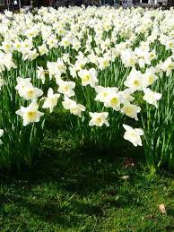 On a wholesale basis to garden centres, landscapers, tidy towns, community groups & public bodies. Irish Spring Flowers Belfast Ormeau Park Gorgeous Gardens Daffodils Irish Flower