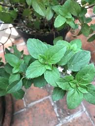 Image result for Micromeria