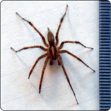 Spiders Commonly Found In Gardens And Yards Susan Masta