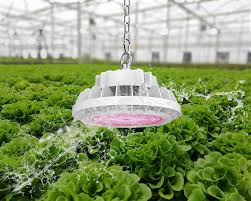 The distance between light and plant varies, but at least 10 inches (25.4 cm) is a good rule. Ten Tips Of Using Led Grow Light We Should Care About Agc Lighting