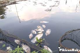 Saguling adalah sebuah kecamatan di kabupaten bandung barat, provinsi jawa barat, indonesia. Ribuan Ikan Di Waduk Saguling Ditemukan Mati Pikiran Rakyat Com