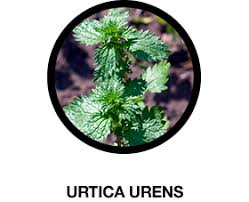 Image result for Urtica urens