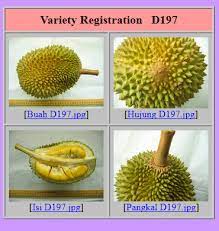 10 popular durian stores in singapore. Durian Info D197 Musang King Durian Or Mao Shan Wang