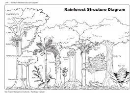 Rainforest Structure Rainforest Theme Rainforest Activities Rainforest Ecosystem