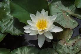 Image result for Nymphaea heudelotii