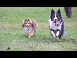 The shetland sheepdog, often known as the sheltie, is a breed of herding dog that originated in the shetland islands of scotland.the original name was shetland collie, but this caused controversy amongst rough collie breeders of the time, so the breed's name was formally changed. Remi And Gibbs Border Collie And Shetland Sheepdog Youtube