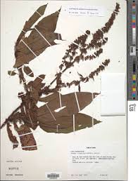 Image result for Rumex ruwenzoriensis