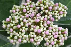 Image result for Mostuea microphylla