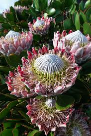 The family of protea is very expansive, with about 14 genera and 1,600 species. South Africa S Pride And Joy Fascinating Facts About The Protea Flower