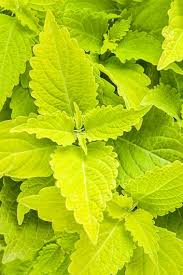 Lime green plants for pots. Coleus Plants Growing Care Varieties Garden Design