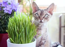 It is a different plant than catnip. What Is Cat Grass Learn How To Grow Cat Grass Indoors Petmd