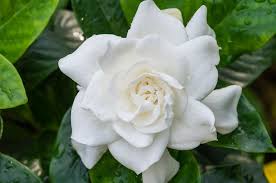 Image result for Gardenia subacaulis