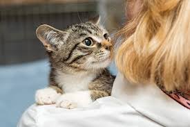 The symptoms classically associated with whooping cough are a sudden, uncontrollable coughing spell (paroxysmal cough), a whooping sound on. Coughing Cat 11 Common Causes And How To Help Great Pet Care