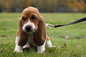 Basset Hound Price Range Basset Hound Puppies For Sale Cost