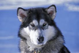 The usual colors are various. Alaskan Malamute Puppies For Sale Pauls Puppies For Adoption